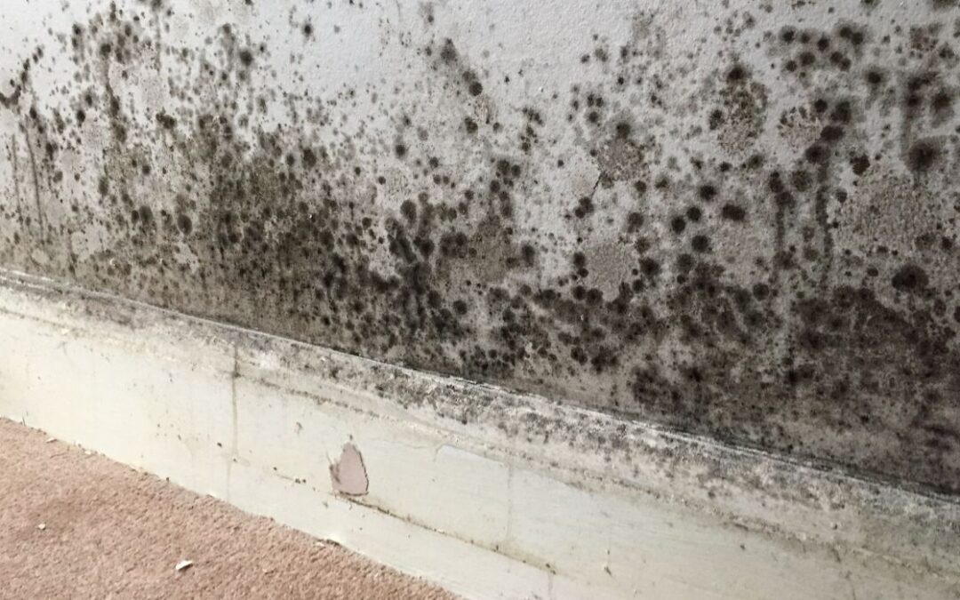 Home Mould Problem: What Are The Health Effects?